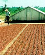 Drying Seeds