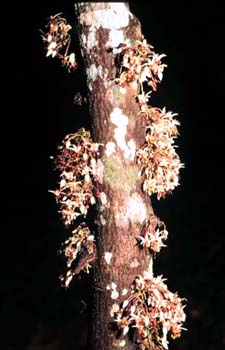 Cacao Flowers